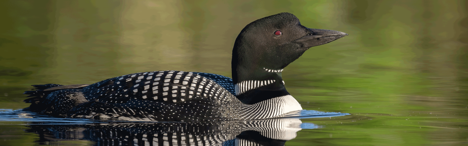 A Loon on Lake Lancer