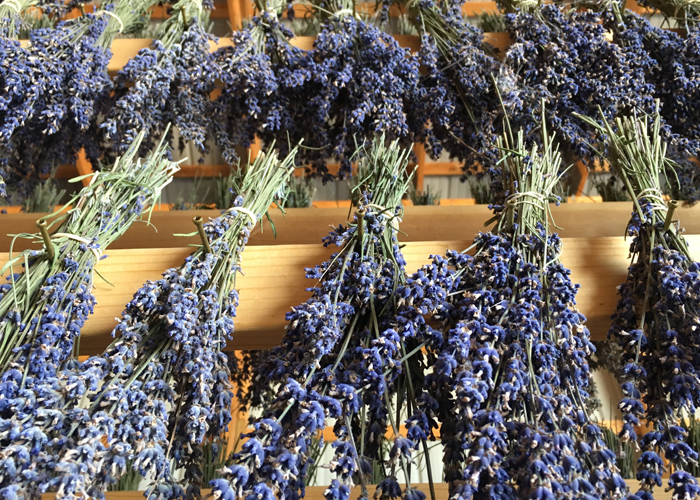 lavender